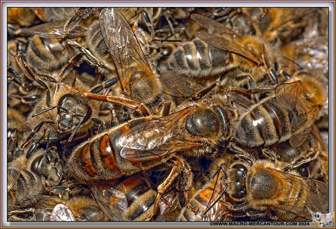 Abeille (reine)